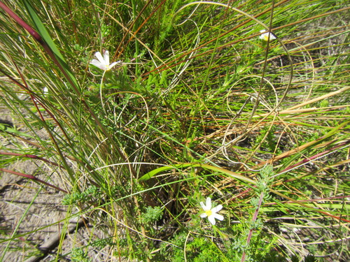 Image of Zyrphelis foliosa by (c) douglaseustonbrown, some rights reserved (CC BY-SA)