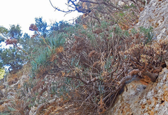 Dianthus fruticosus creticus