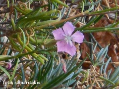 Dianthus fruticosus creticus