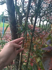 Podocarpus macrophyllus macrophyllus