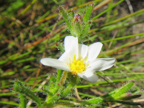 Image of Zyrphelis foliosa by (c) douglaseustonbrown, some rights reserved (CC BY-SA)