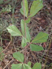 Rhoicissus tridentata tridentata