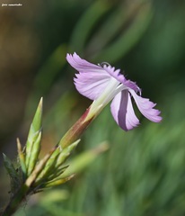 Dianthus fruticosus creticus