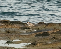 Charadrius peronii