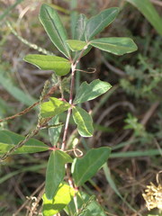 Rhoicissus tridentata tridentata