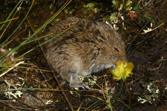 Stenocranius gregalis