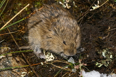 Stenocranius gregalis