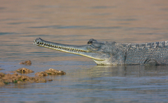 Gavialis gangeticus