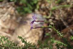 Jamesbrittenia tenuifolia