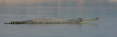 Gavialis gangeticus