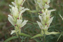 Castilleja arctica