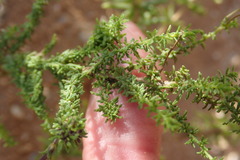 Jamesbrittenia tenuifolia