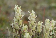 Castilleja arctica