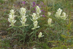 Castilleja arctica