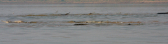 Gavialis gangeticus