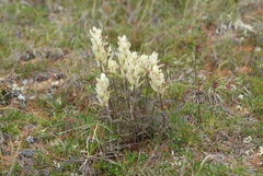 Castilleja arctica