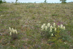 Castilleja arctica
