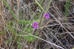 Jamesbrittenia tenuifolia