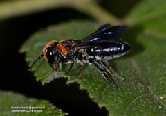 Callomegachile