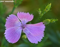 Dianthus juniperinus bauhinorum