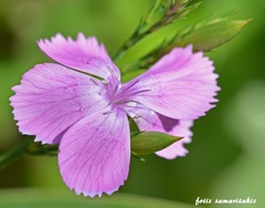 Dianthus juniperinus bauhinorum