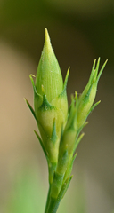 Dianthus juniperinus bauhinorum