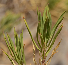 Dianthus juniperinus bauhinorum