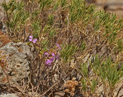 Dianthus juniperinus bauhinorum