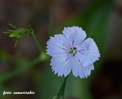 Dianthus juniperinus heldreichii