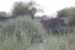 Eremomela icteropygialis
