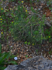 Dianthus juniperinus heldreichii