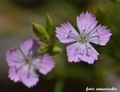 Dianthus juniperinus idaeus