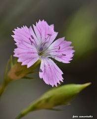 Dianthus juniperinus idaeus