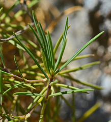 Dianthus juniperinus idaeus