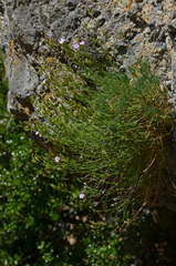 Dianthus juniperinus idaeus