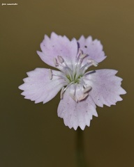 Dianthus juniperinus juniperinus
