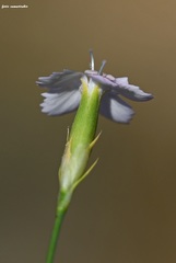 Dianthus juniperinus juniperinus