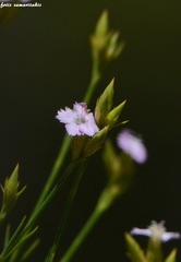 Dianthus juniperinus juniperinus