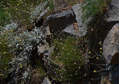 Dianthus juniperinus juniperinus