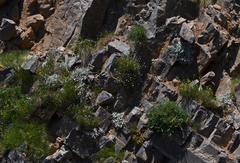 Dianthus juniperinus juniperinus