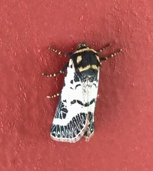 Chlanidophora patagiata