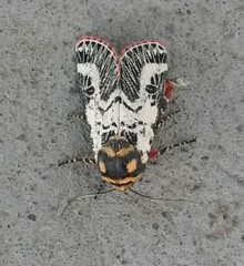 Chlanidophora patagiata