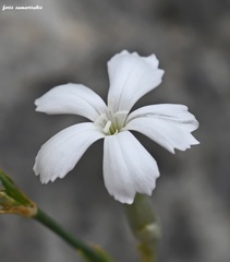 Dianthus xylorrhizus