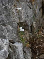 Dianthus xylorrhizus