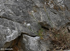 Dianthus xylorrhizus