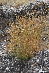 Dianthus xylorrhizus