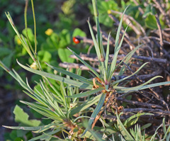 Dianthus xylorrhizus