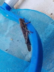 Schistocerca piceifrons