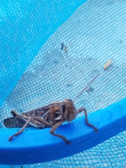 Schistocerca piceifrons