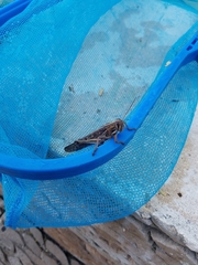 Schistocerca piceifrons